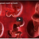 Baby Development Month By Month VIDEO American Pregnancy Association