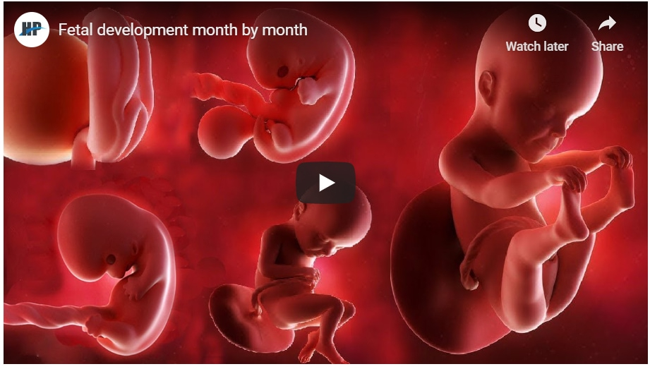 Baby Development Month By Month VIDEO American Pregnancy Association