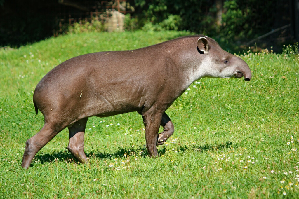 Celebrate Tapirs 