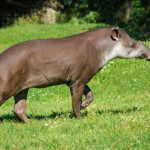 Celebrate Tapirs