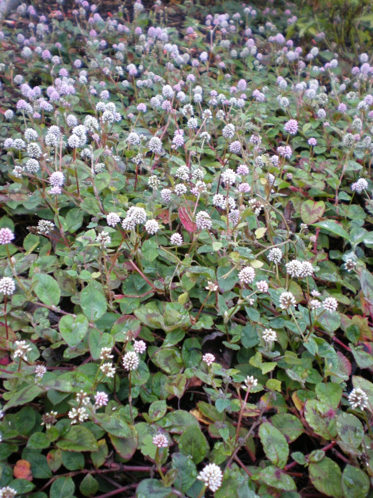 Flowering Ground Covers Miss Smarty Plants