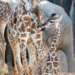 Houston s Second Baby Giraffe Gets A Name And Makes Her Debut The