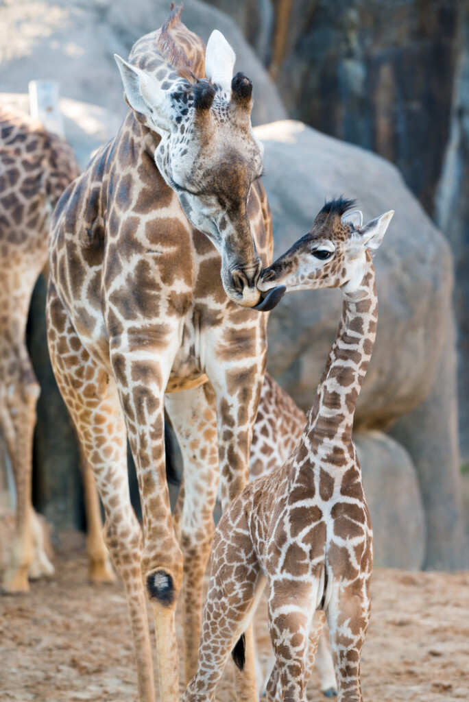 Houston s Second Baby Giraffe Gets A Name And Makes Her Debut The 