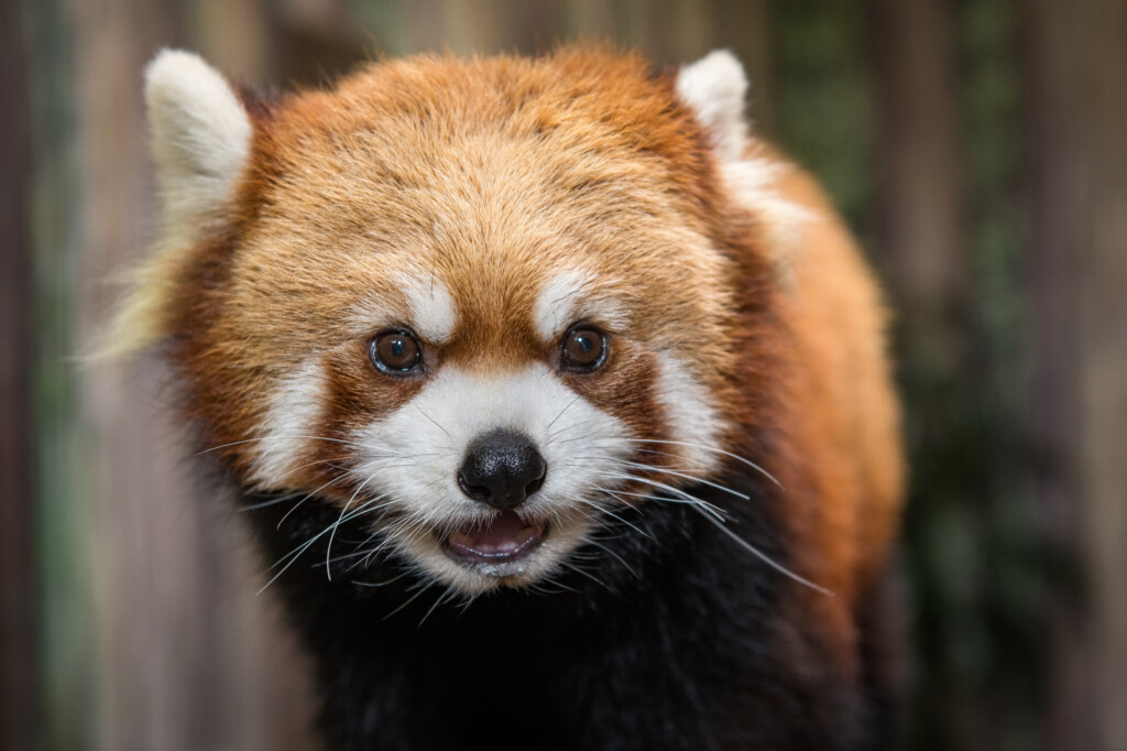Radical Red Pandas 2 3 Years The Houston Zoo