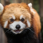 Radical Red Pandas 2 3 Years The Houston Zoo