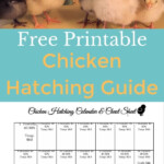 The Art Of Chicken Hatching Wandering Hoof Ranch Hatching Chickens