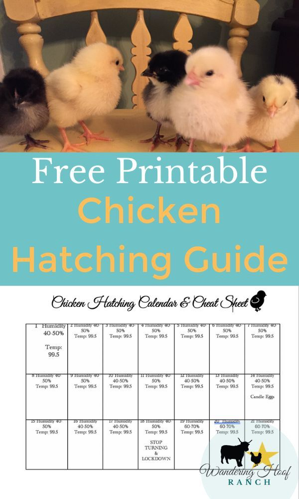 The Art Of Chicken Hatching Wandering Hoof Ranch Hatching Chickens 