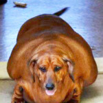 World s Fattest Sausage Dog Sheds The Pounds And Releases Animal Weight
